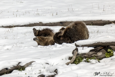 Snow`s Cub Playing May 2025